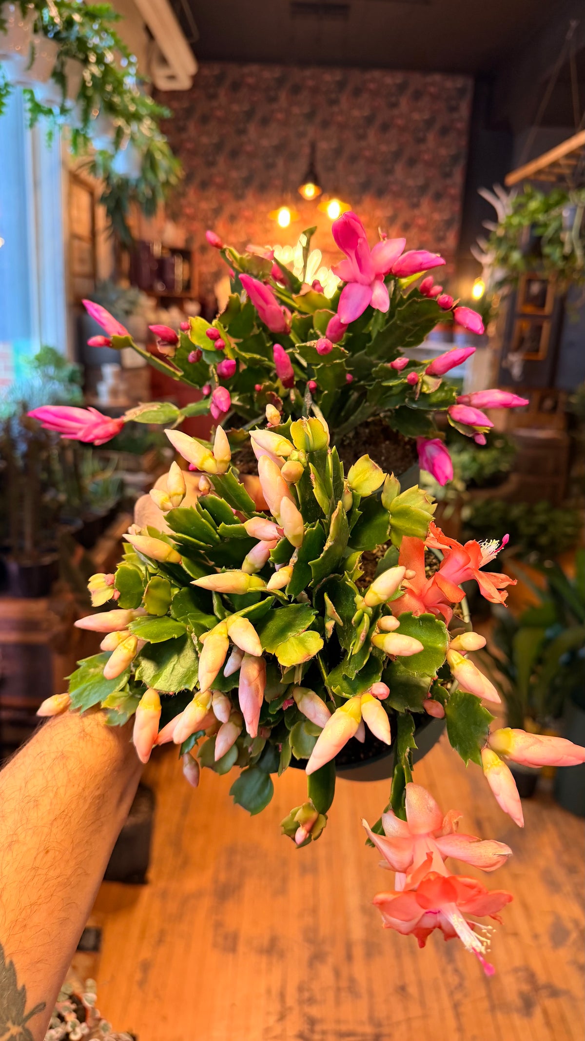 6” Zygo Cactus Assorted