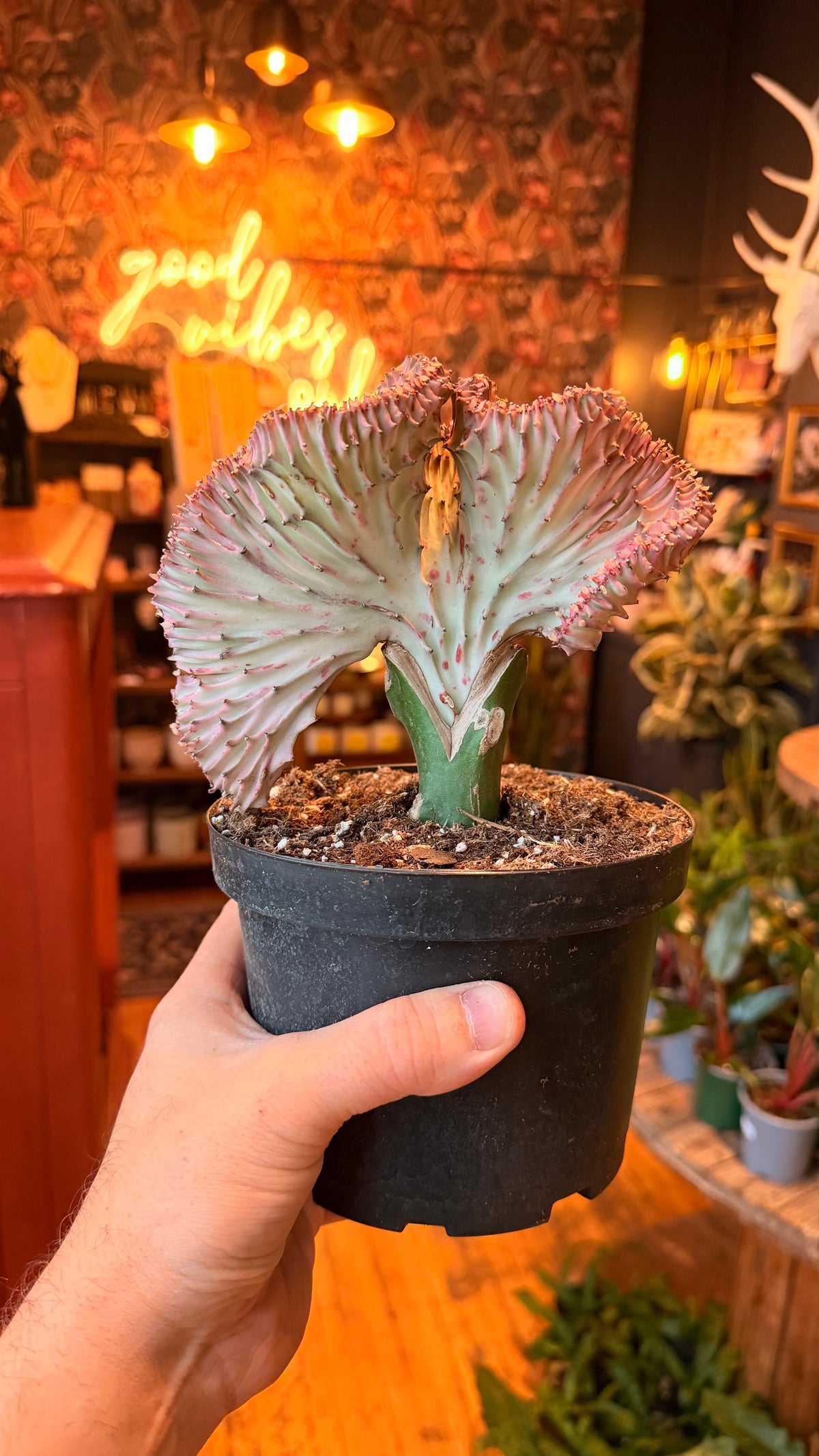 6” Coral Cactus - Euphorbia Lactea Variegated