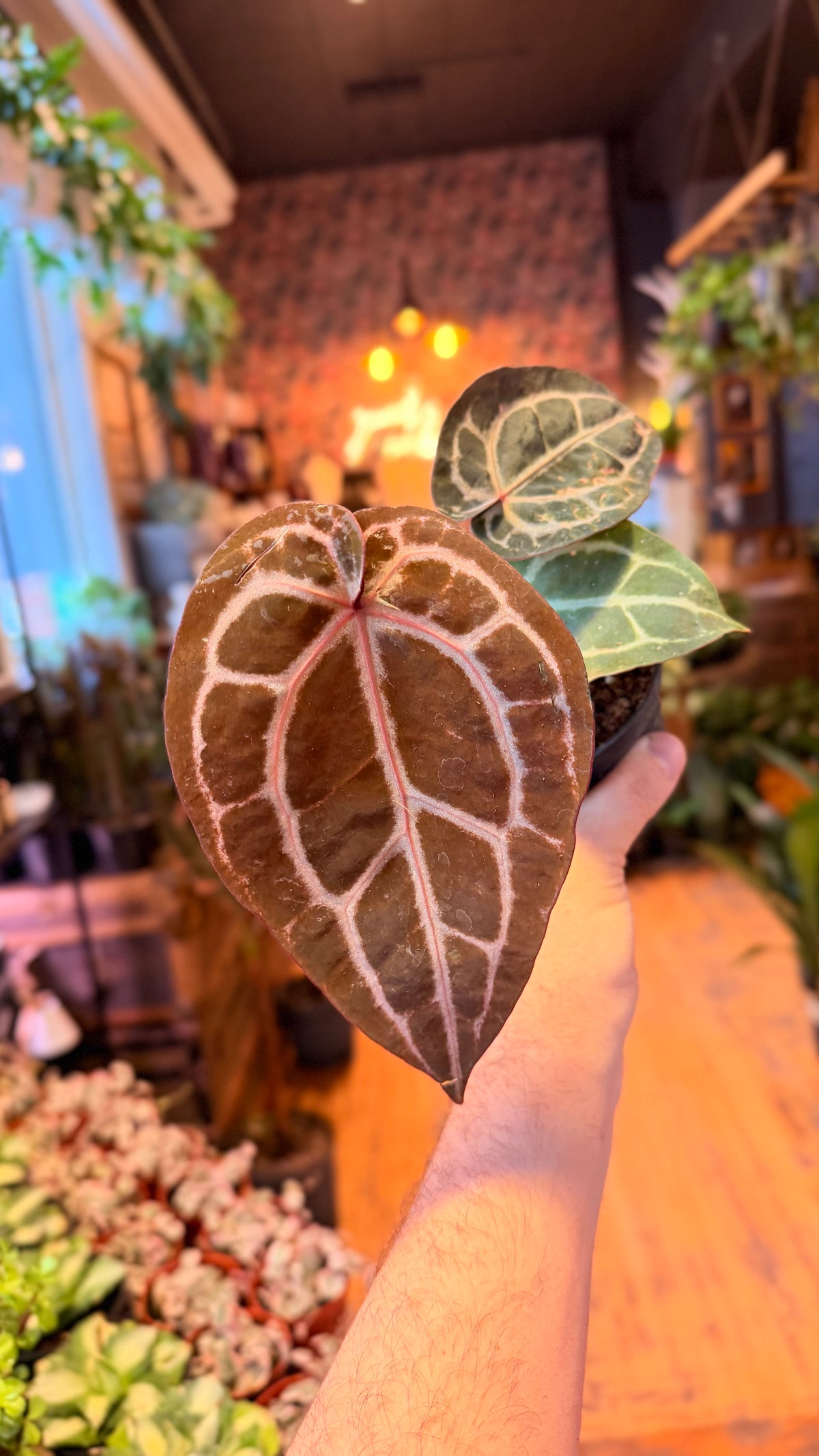 4” Anthurium Doc Block’s Michelle