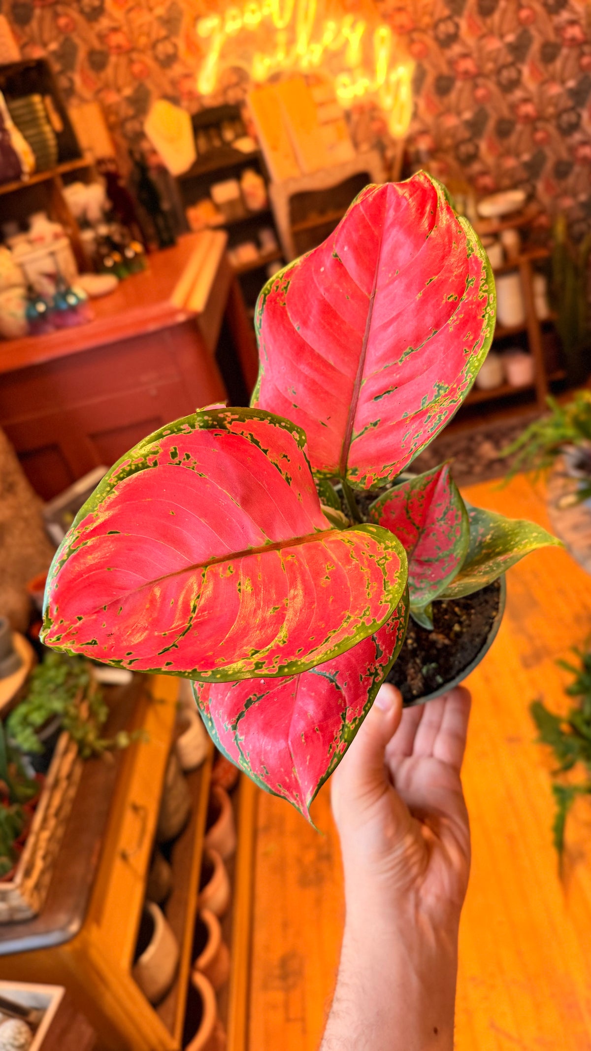 4” Red Valentine Aglaonema
