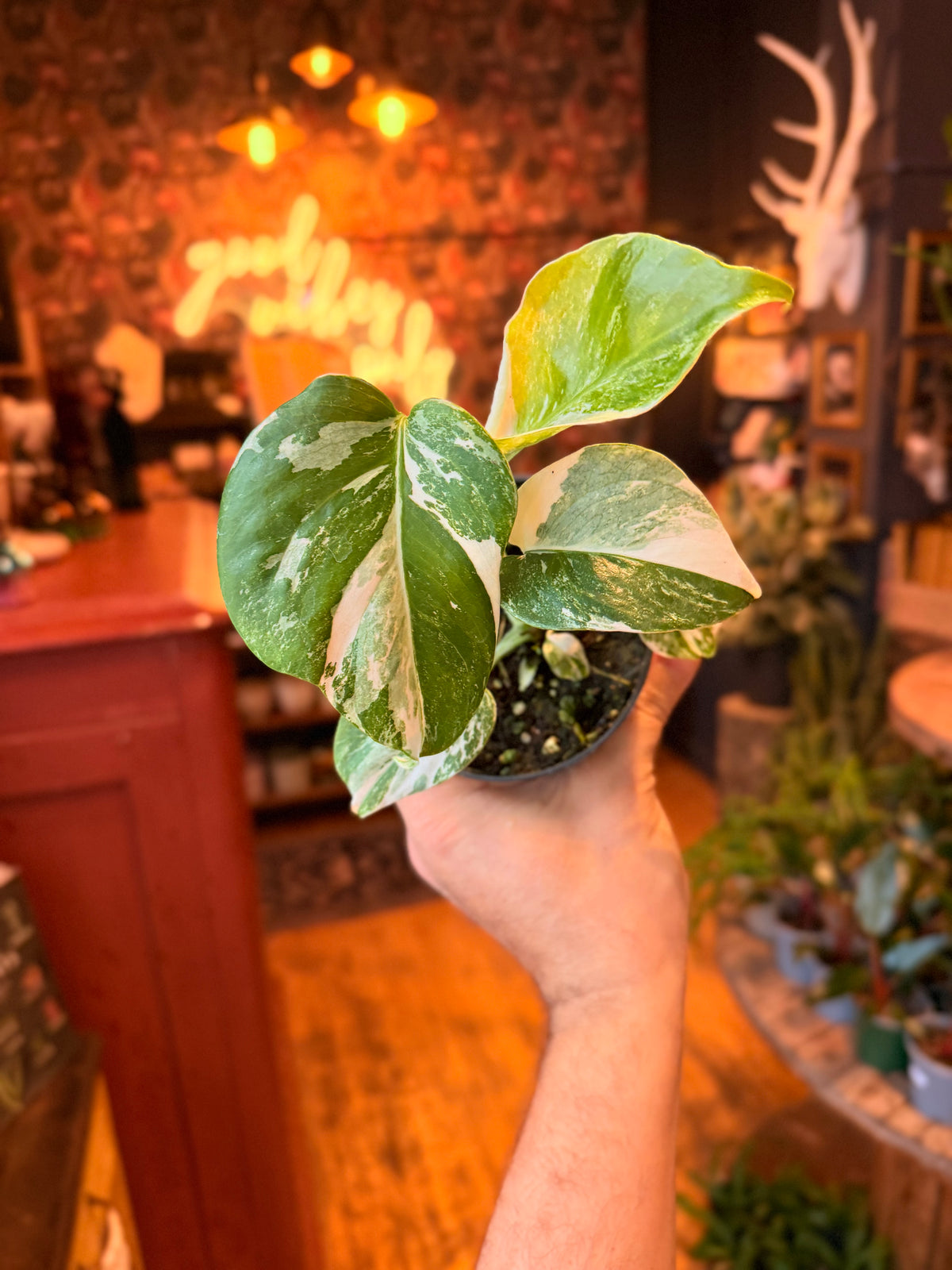 4” Monstera Borsigiana Albo Variegated