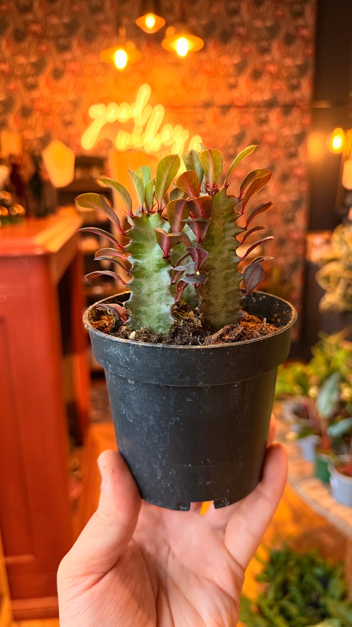 4” Euphorbia Trigona Red - African Milk Tree
