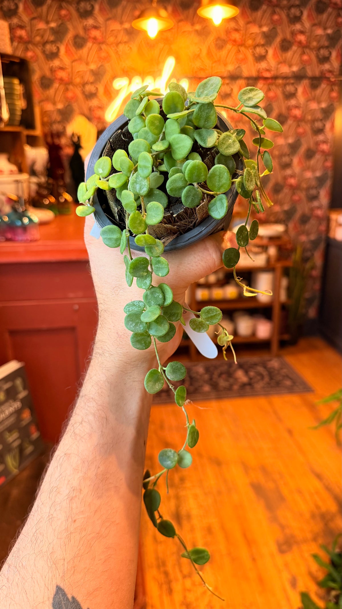 4.5” Hoya Serpens