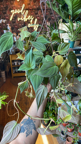 8” Philodendron Micans