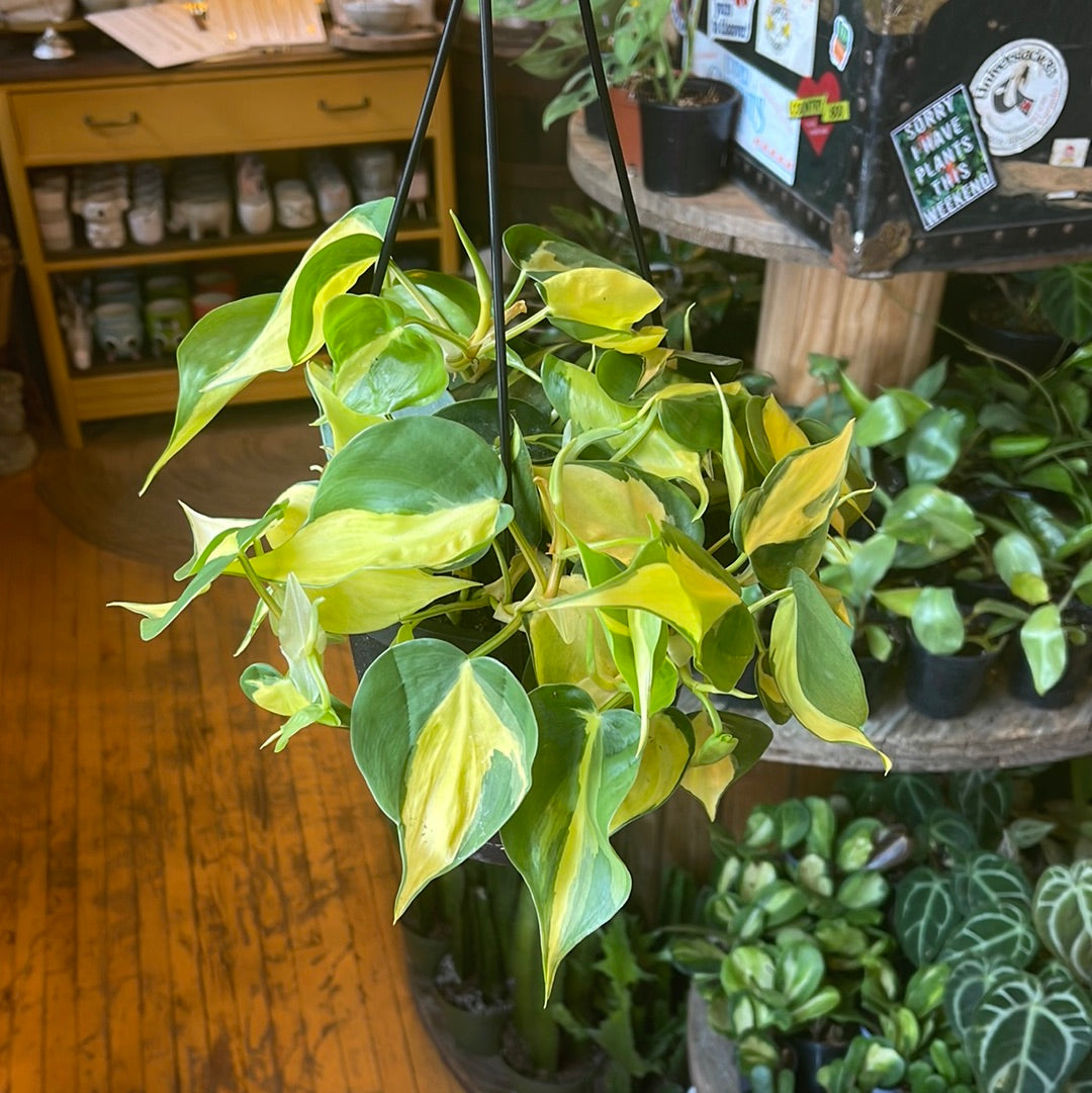 6” Brazil Philodendron