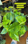 10” Hawaiian Pothos