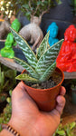 3.5” Pheasant Breast Aloe