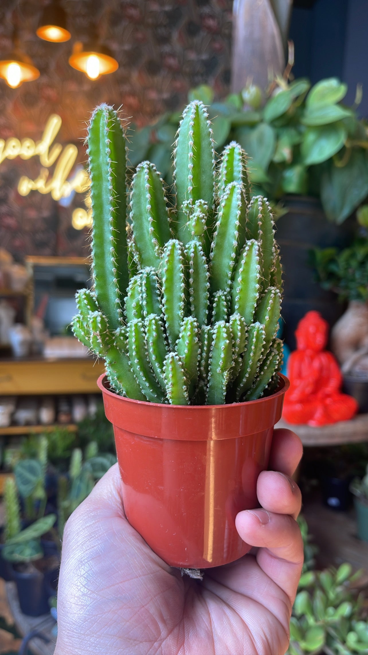 2.5” Fairy Castle Cactus