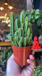 3.5” Fairy Castle Cactus