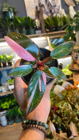 4” Pink Princess Philodendron