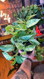6” Marble Queen Pothos