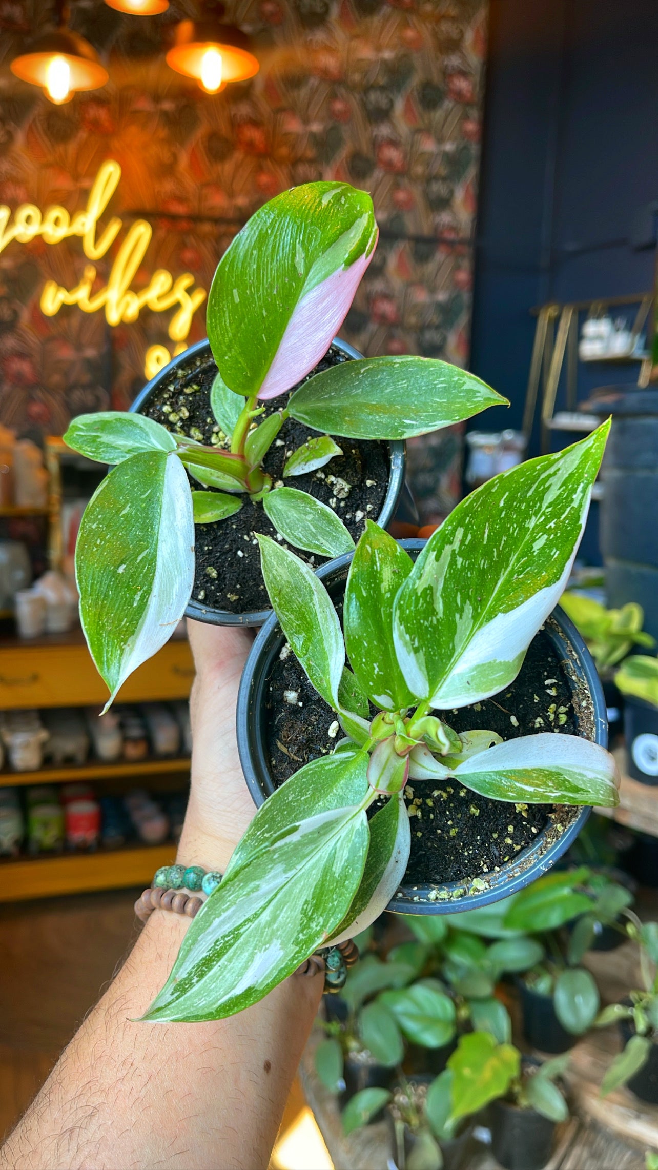 4” White Princess Philodendron