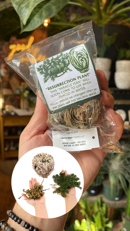 Rose of Jericho