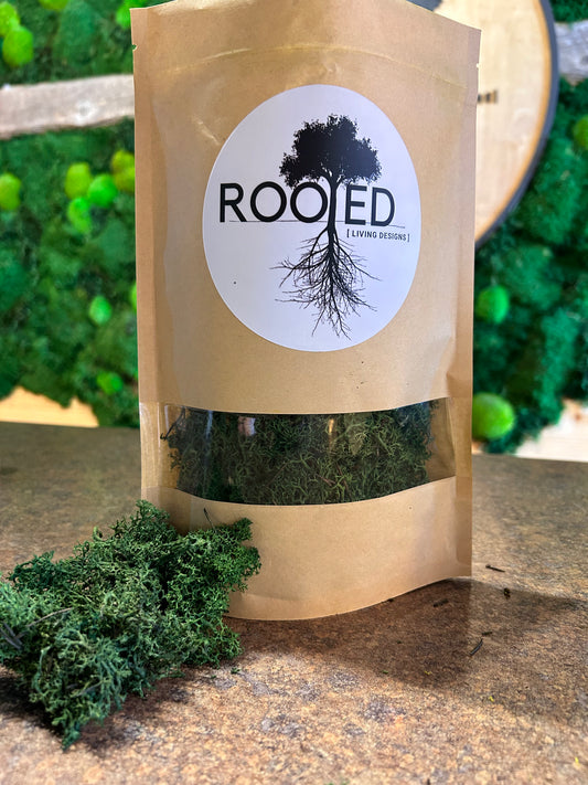 Forest Green Reindeer Moss