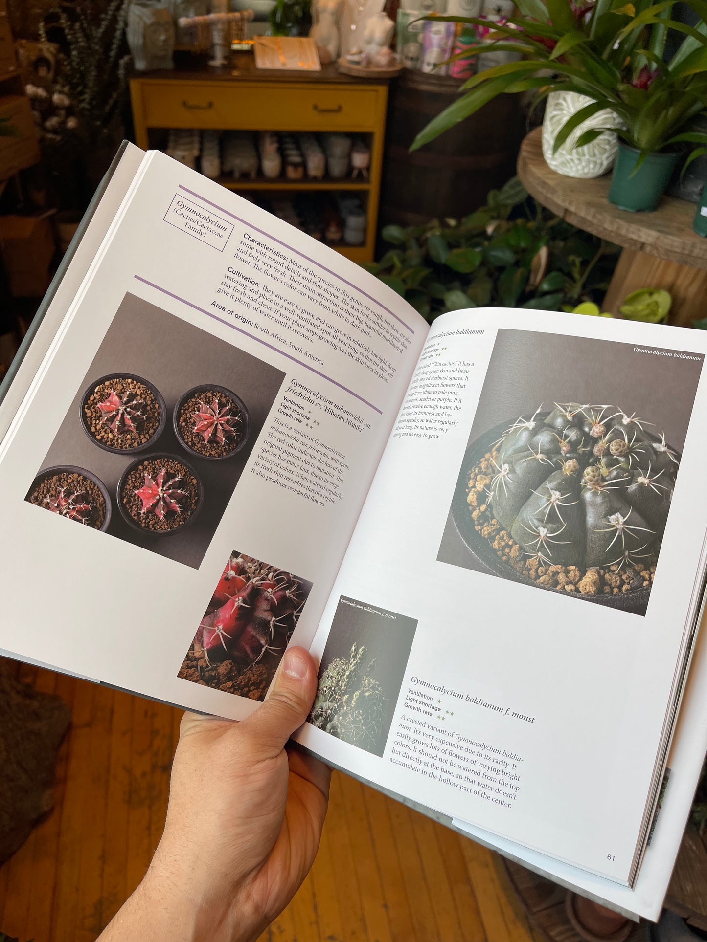 the gardener's guide to succulents The Gardener's Guide to Succulents Book – Rooted Living Designs