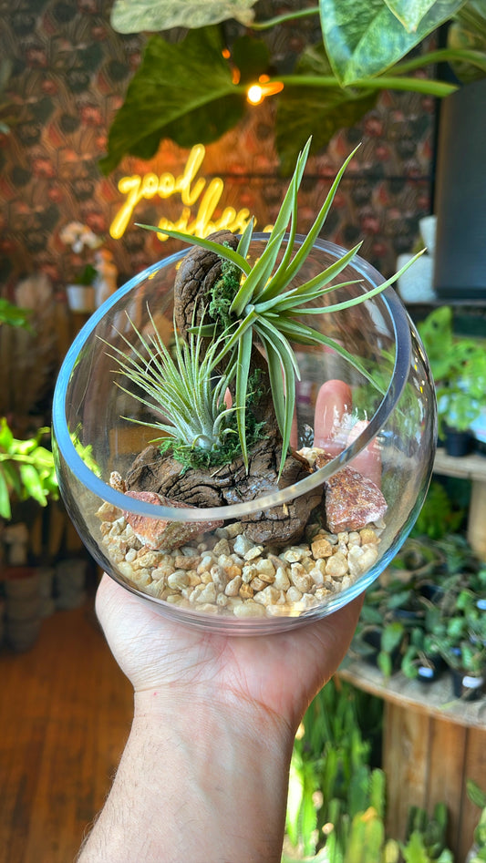 Small Driftwood Airplant Arrangement