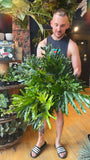 10” Philodendron Hope