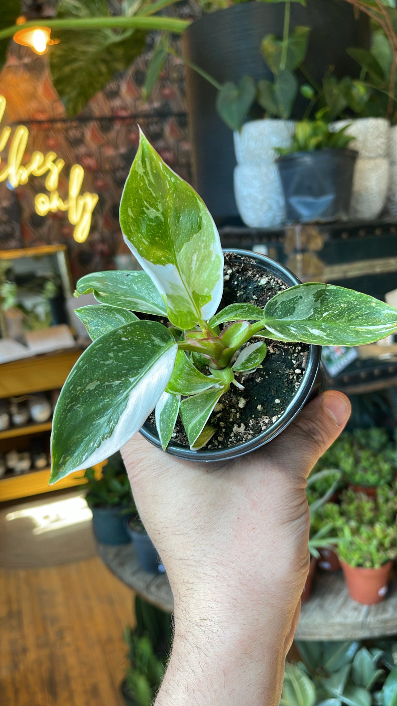 4” White Princess Philodendron