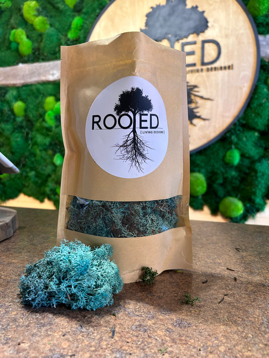 Turquoise Reindeer Moss