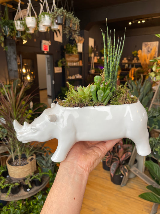 Succulent Rhino Planter