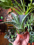 3.5” Pheasant Breast Aloe