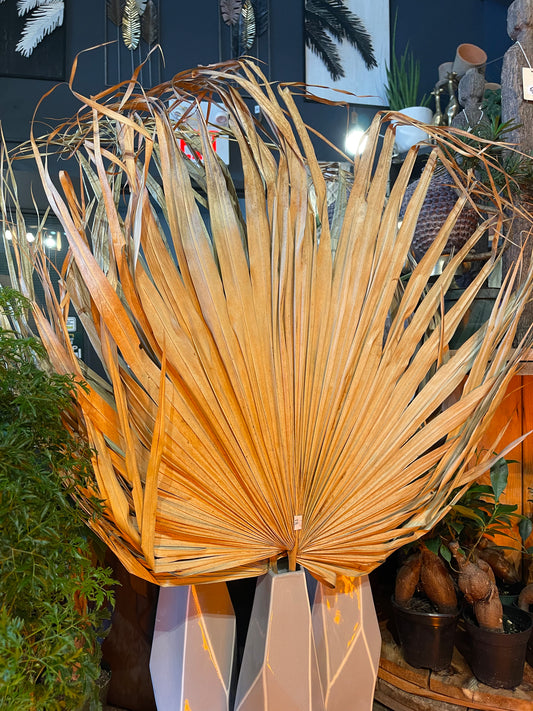 Giant Palm Leaf - Dried Floral