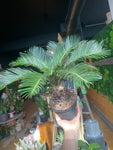 6” King Sago Palm