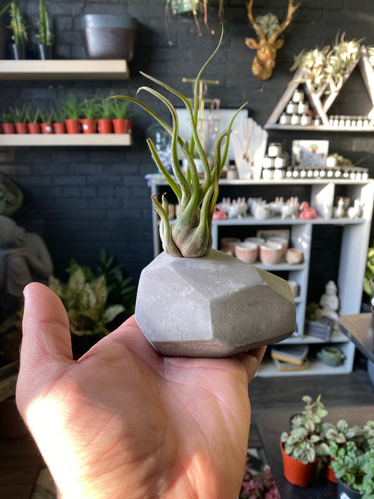 Airplant Rock Planter