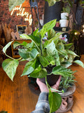 6” Marble Queen Pothos