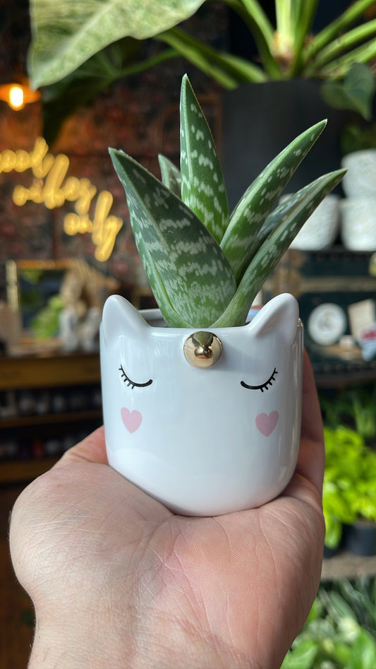 2.5” Blushing Unicorn Pot