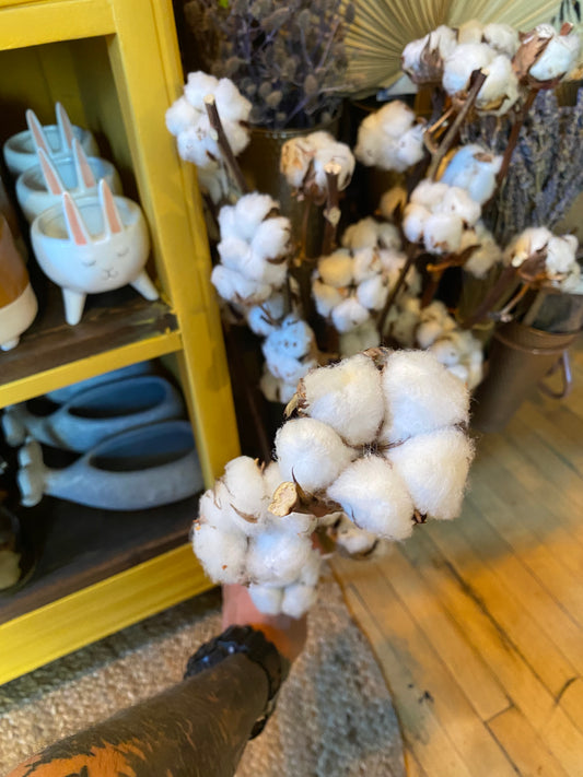 Cotton Stems