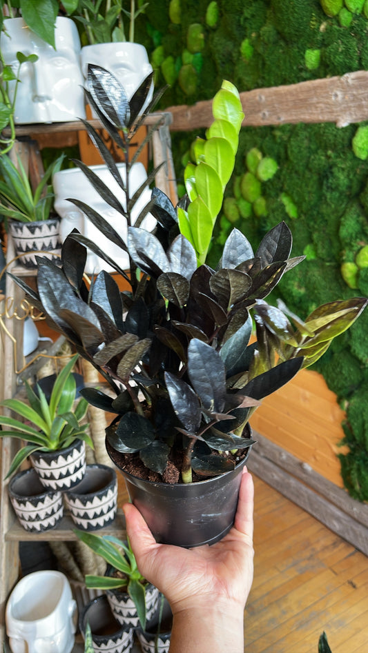 6” Raven Zz Plant