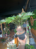 6” King Sago Palm
