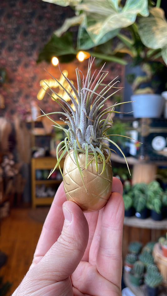 Pineapple Airplant Holder