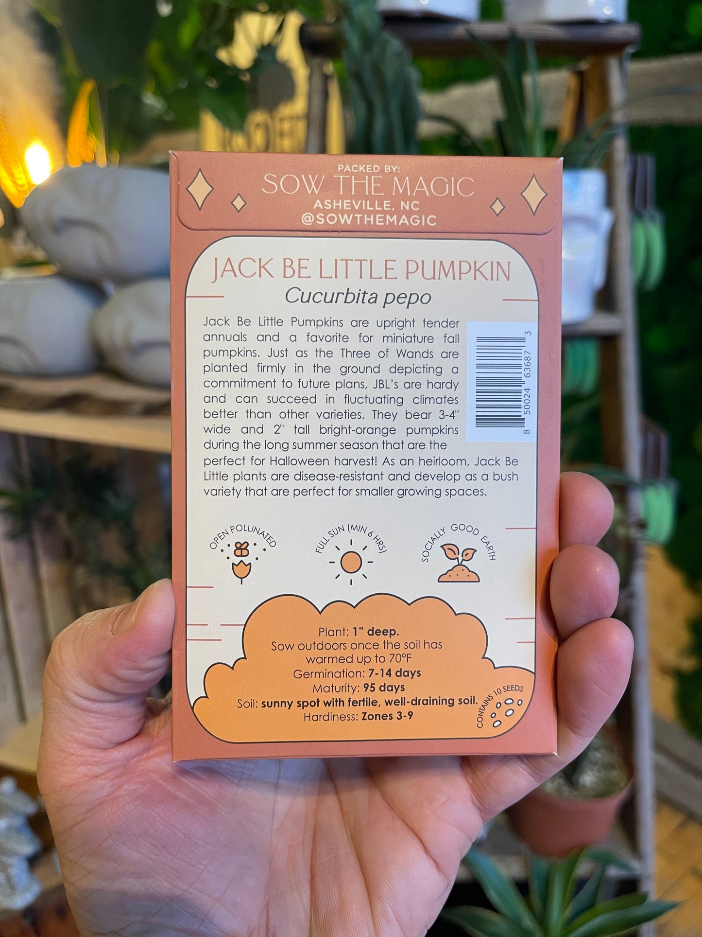 Jack Be Little Pumpkin Seeds