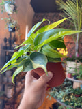 4” Brazil Philodendron