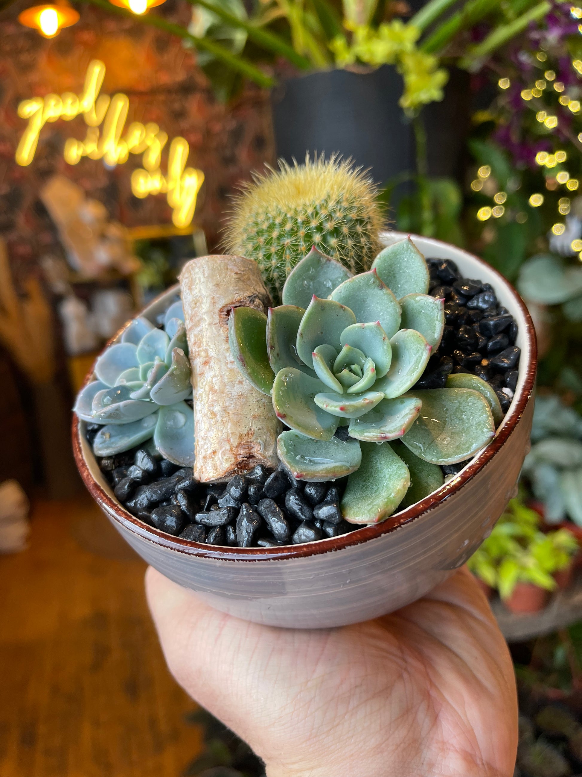 succulent bowl design Custom Succulent Bowl