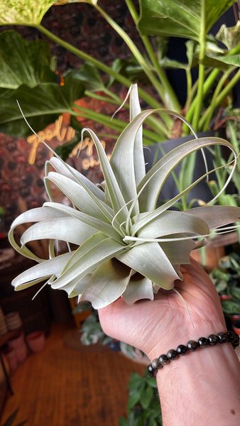 Tillandsia Xerograohica