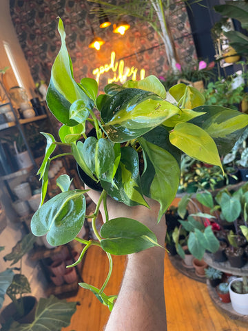 6” Brazil Philodendron