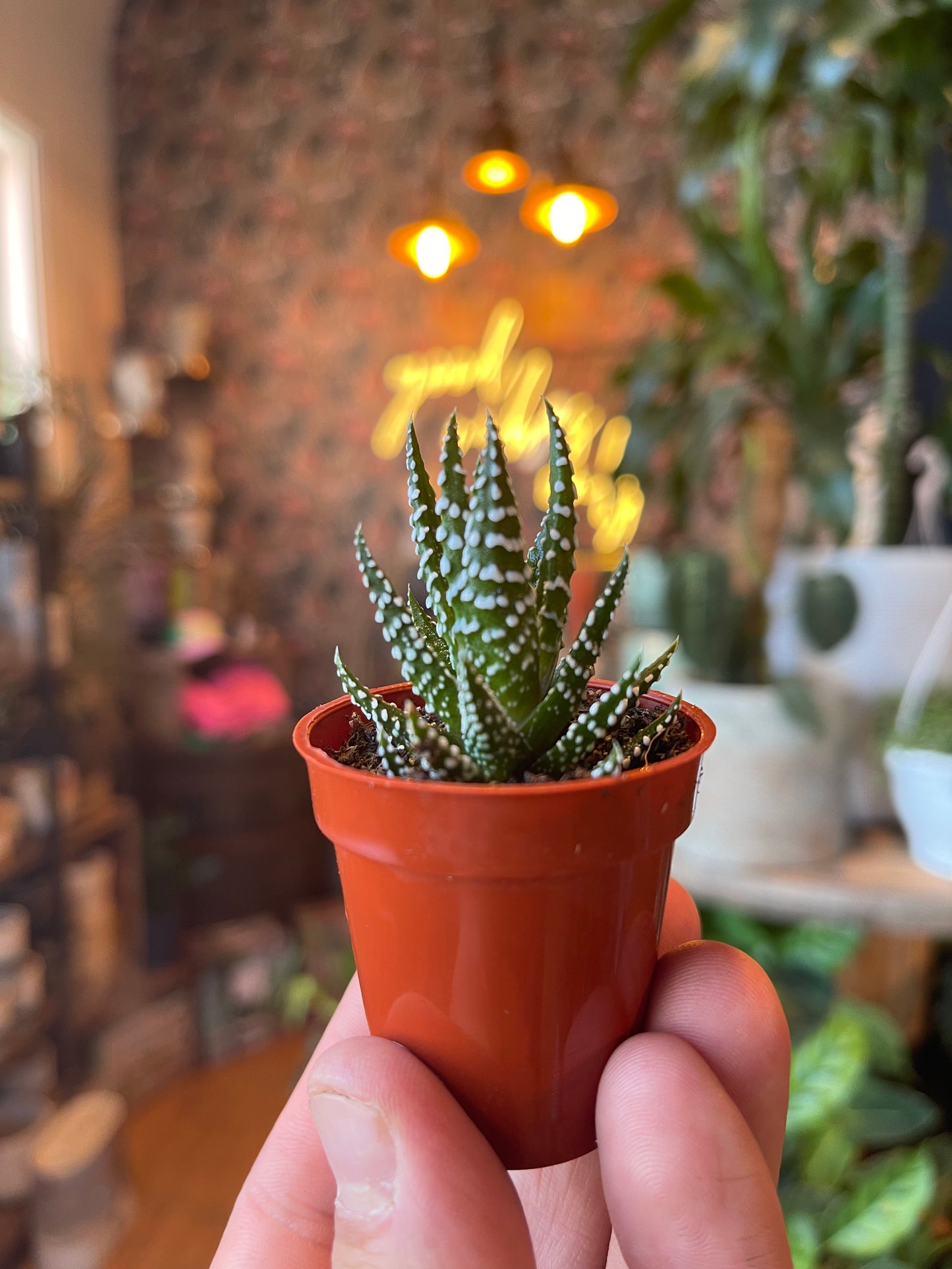 1.5” Zebra Haworthia