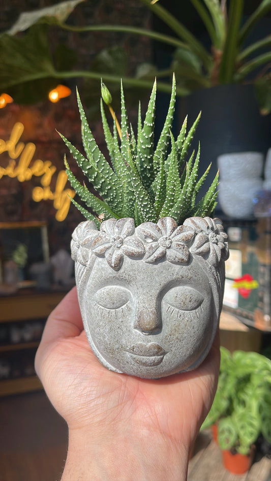 3.5” Flower Goddess Planter