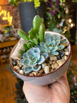 Custom Succulent Bowl